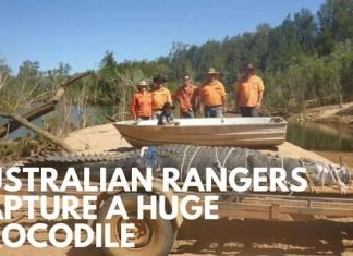 Australian Rangers
