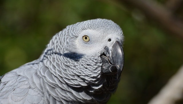 AFRICAN GREY- Most Beautiful Parrot