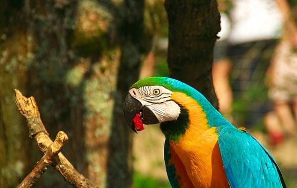 BLUE AND YELLOW MACAW- Most Beautiful Parrot