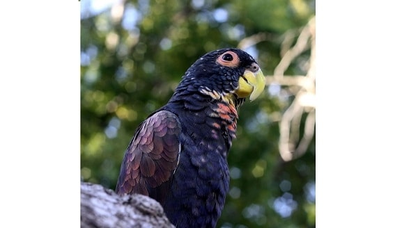 BRONZE WINGED PARROT-Most Beautiful Parrot
