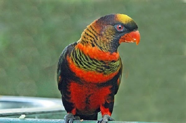 DUSKY LORY-Most Beautiful Parrot