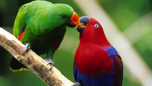 ECLECTUS-Most Beautiful Parrot