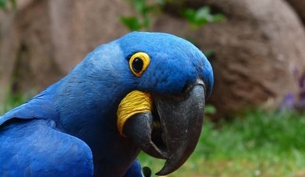 HYACINTH MACAU-Most Beautiful Parrot