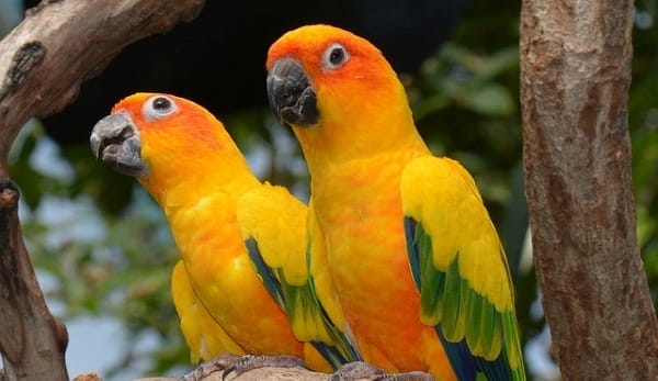 SUN PARAKEET-Most Beautiful Parrot