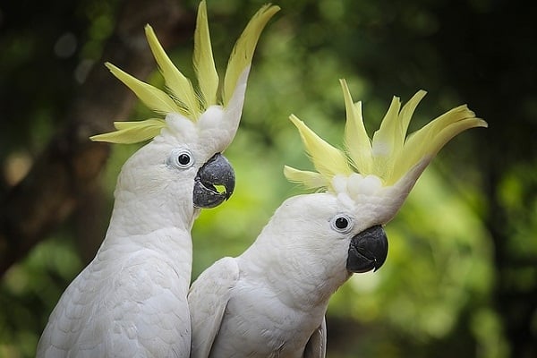 Sulphur Crested Cockatoo-Most Beautiful Parrot
