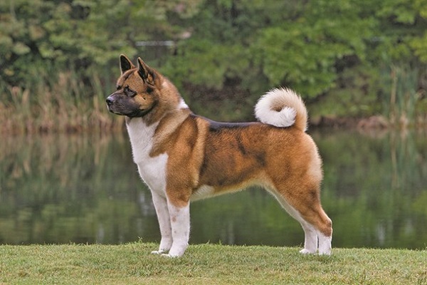 Akita - Most Popular Dog Breeds