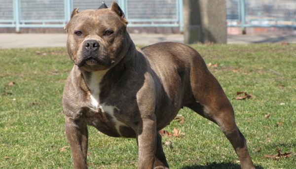 American Pit Bull Terrier -Most Popular Dog Breeds