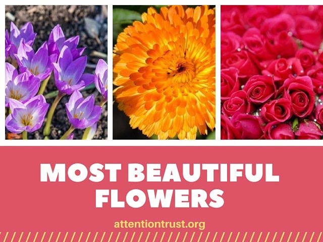 Most Beautiful Flowers