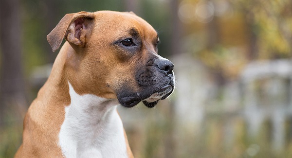 Boxer -Most Popular Dog Breeds