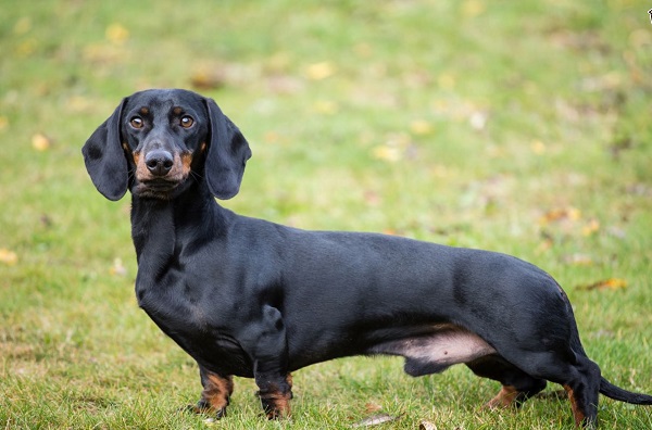 Dachshund -Most Popular Dog Breeds