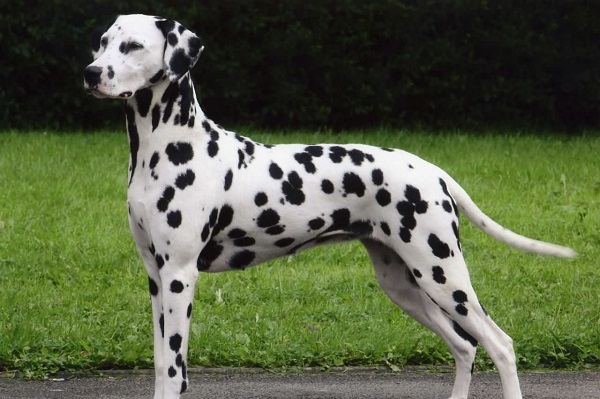 Dalmation -Most Popular Dog Breeds