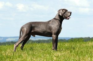 20 Most Popular Dog Breeds in 2018 - Attention Trust