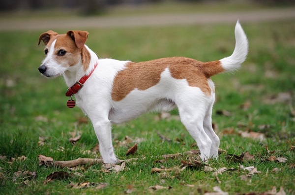 Jack Russell Terrier - Most Popular Dog Breeds