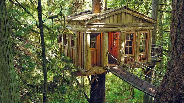 Deep Forest Tree House