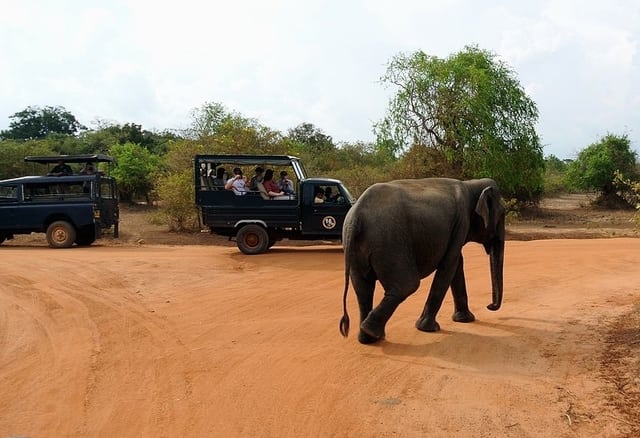 Yala National Park - srilanka destinations