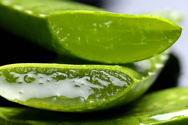 Aloe vera - foods cause acid reflux