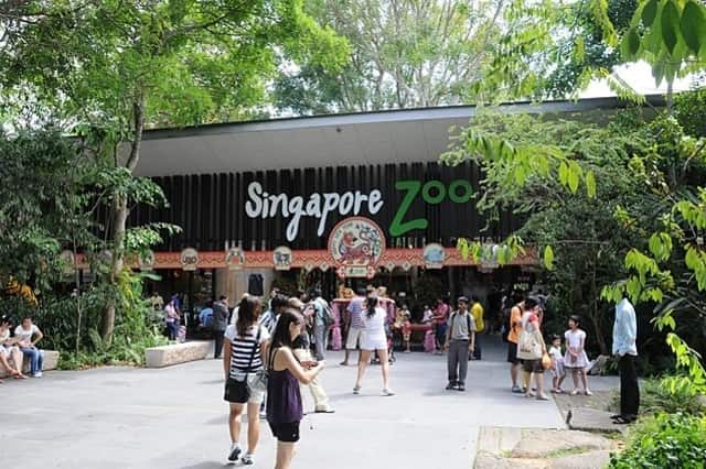 the Singapore Zoo - most popular zoos in the world