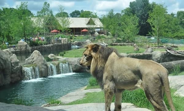 Best Zoos in the US
