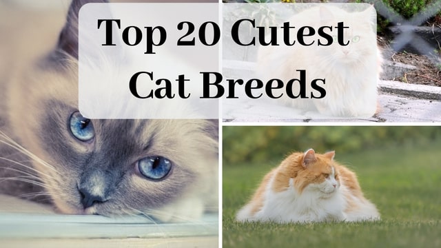 Cutest Cat Breeds