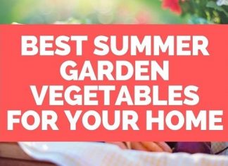 Summer Garden Vegetables