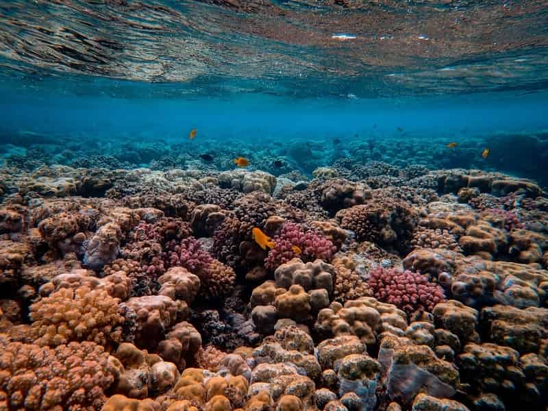 Be prepared to see coral bleaching