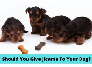 Jicama Dog Food