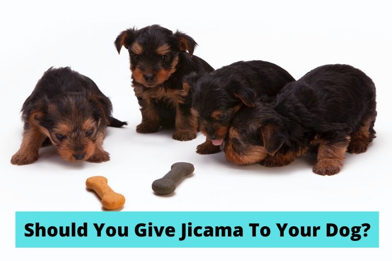 Jicama Dog Food