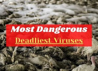Deadliest Viruses