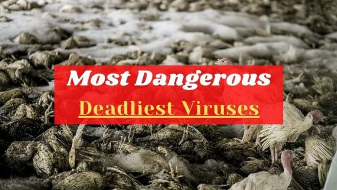 Deadliest Viruses