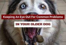 Keeping An Eye Out For Common Problems In Your Older Dog