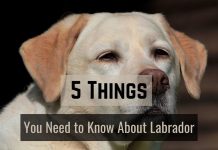 Labradors Dog