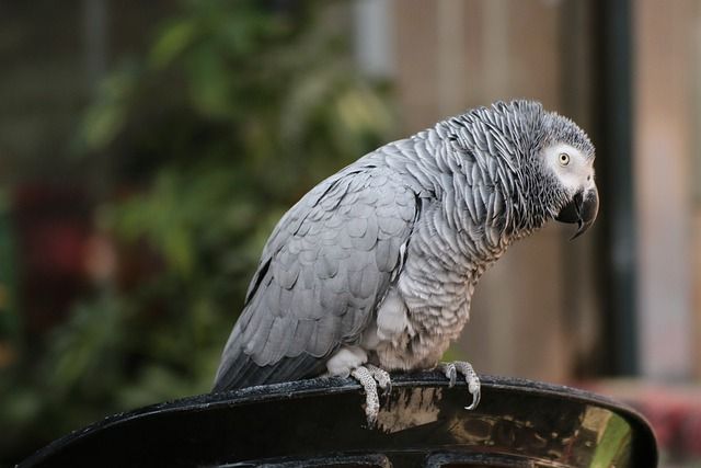 African grey parrots - smartest species