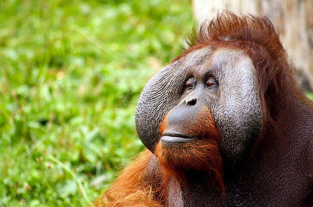 Orangutans - smartest animals