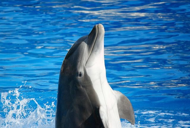 bottlenose-dolphin - smartest species