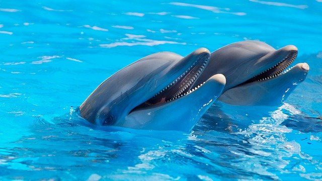 dolphins - smartest animals in the world