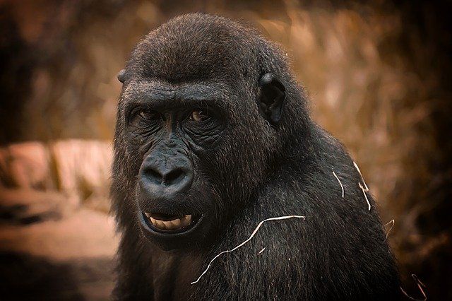 gorilla - smartest animals