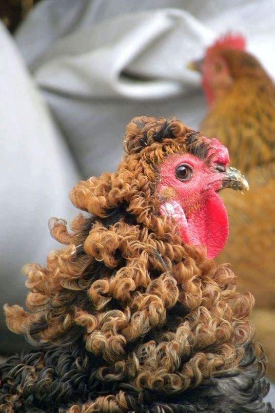 chicken with funny hair