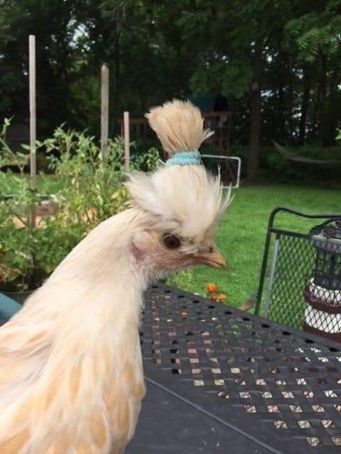 funny chicken with hair