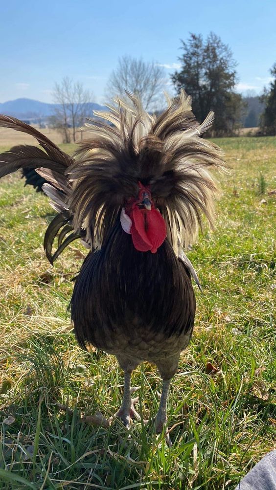 funny haired chicken